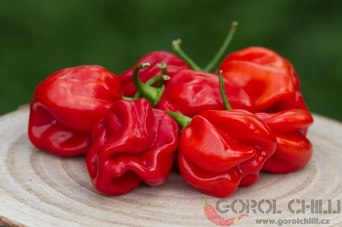 Avenir | Chilli semena