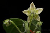 Capsicum eshbaughii | Chilli semena