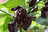 Habanero Chocolate | Chilli semena