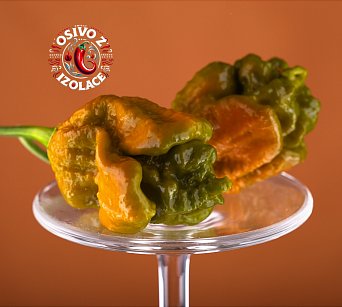 Big Mustard Mama - ISO •