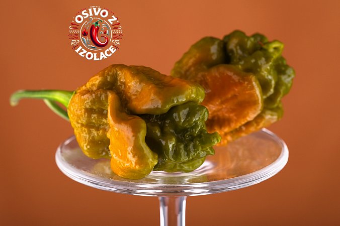 Big Mustard Mama - ISO • | Chilli semena