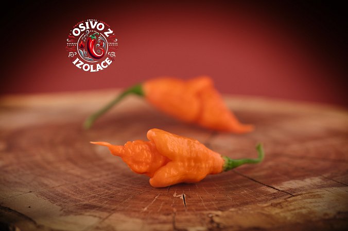 Rhino DD F5 - ISO • | Chilli semena