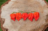 Carolina Reaper HP22B - ISO • | Chilli semena