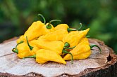 Bhut Jolokia Yellow | Chilli semena