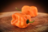 Roger's Giant Peach Habanero - ISO | Chilli semena