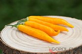 Aji Challuaruro Amarillo - ISO | Chilli semena