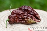 Bhut Jolokia Chocolate | Chilli semena