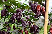 Fox Purple Ghost Gnarly Ruby - ISO | Chilli semena