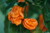 Bhut Orange Copenhagen | Chilli semena