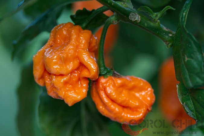 Bhut Orange Copenhagen | Chilli semena