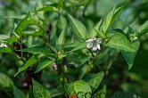Burundi pheno 3 F2 | Chilli semena