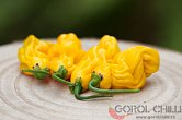 Goronong | Chilli semena