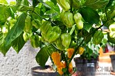 Habanero Big Sun - ISO | Chilli semena