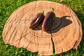 Jalapeno Brown | Chilli semena