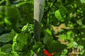 Trinidad Scorpion Moruga Red | Chilli semena