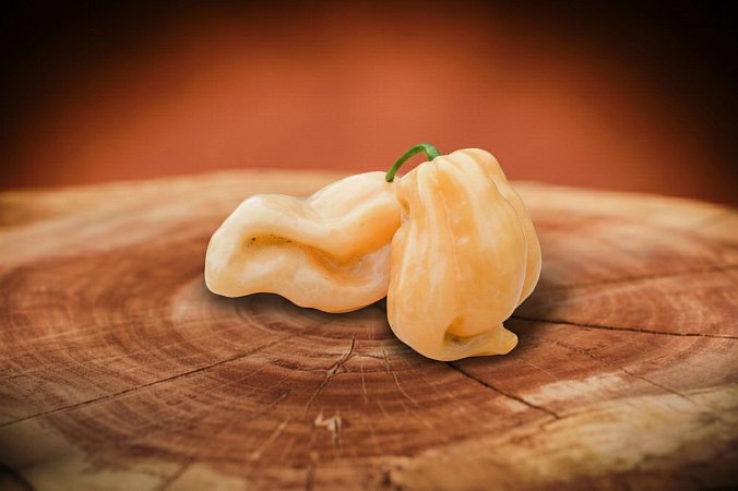 7 Pot Elizabeth | Chilli semena