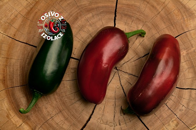 Jalapeno Casablanca - ISO | Chilli semena