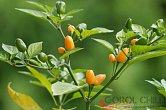 Malagueta Naranja | Chilli semena