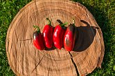 Jalapeno Grosso | Chilli semena