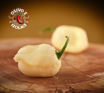 Habanero Bumpy White - ISO