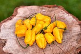 Bhut Jolokia Surprise Yellow F4 | Chilli semena