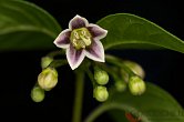 Capsicum caatingae | Chilli semena