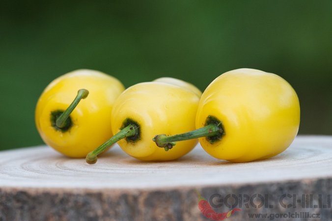 Rocoto Manzano Amarillo Ollantaytambo | Chilli semena