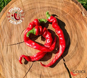 Maules Red Mols Stribet - ISO