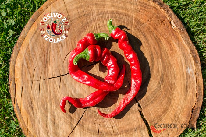 Maules Red Mols Stribet - ISO | Chilli semena
