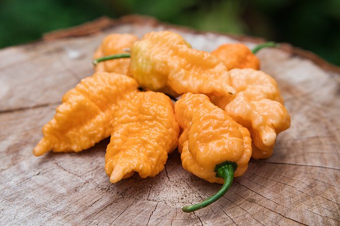 Brain Collapse Peach | Chilli semena