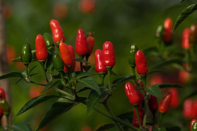 Chilito de Simojovel | Chilli semena