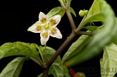 Capsicum recurvatum, red flower | Chilli semena