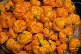 Scotch Bonnet TFM - ISO | Chilli semena