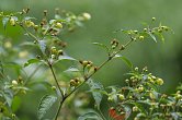 Capsicum tovarii | Chilli semena