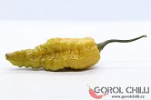 Mustard Nagabrain F4 | Chilli semena