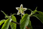 Capsicum recurvatum, red flower | Chilli semena