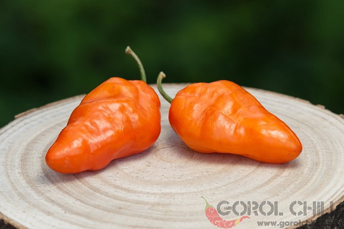 Rocoto San Pedro Orange | Chilli semena