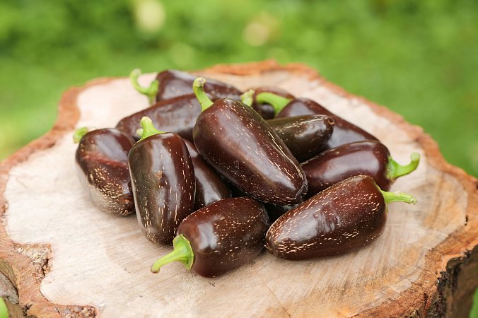 Jalapeno Azabache | Jalpeno chilli semena