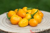 Aji Dulce Amarillo - ISO | Chilli semena