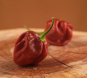 Habanero Cappuccino - ISO