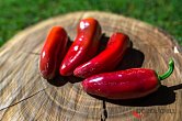 Jalapeno Sweet King | Chilli semena