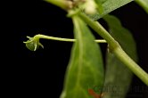 Capsicum cf. mirabile | Chilli semena