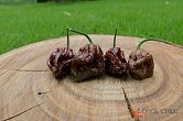 7 Pot Douglah Monster Selection | Chilli semena