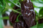 Habanero Chocolate - ISO | Chilli semena