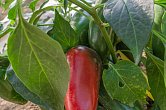 Jalapeno Maylon | Chilli semena