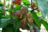 Bhut Jolokia Purple Peach - ISO • | Chilli semena