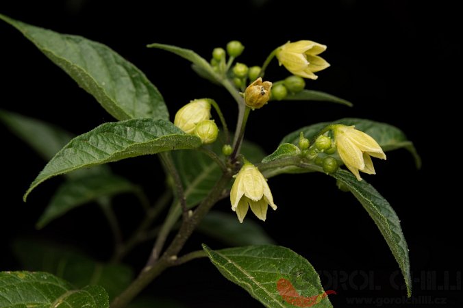 Capsicum tovarii | Chilli semena