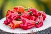 Pimenta de Cheiro Roja | Chilli semena