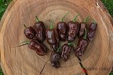 7 Pot BBG Jobito Chocolate | Chilli semena