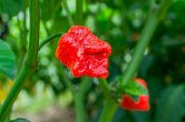 Moruga Blend | Chilli semena